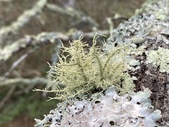 Usnea hirta
