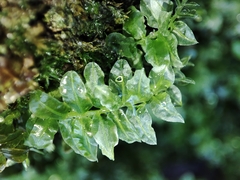 Plagiomnium undulatum