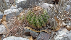 Parodia erinaceus