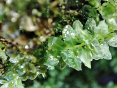 Plagiomnium undulatum