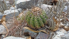 Parodia erinaceus