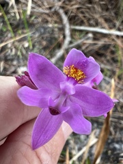 Calopogon barbatus