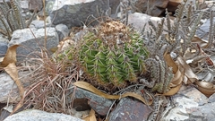 Parodia erinaceus