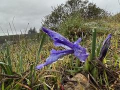 Iris macrosiphon