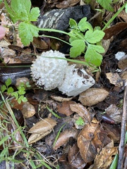 Amanita magniverrucata