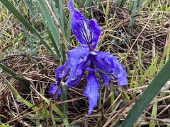Iris macrosiphon