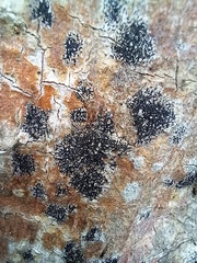 Opegrapha