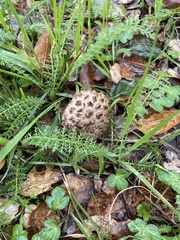 Amanita magniverrucata