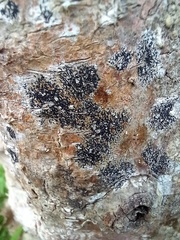 Opegrapha