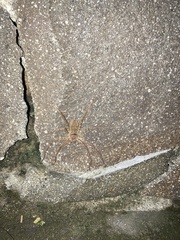 Heteropoda venatoria