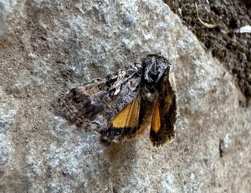 Rachiplusia virgula