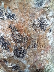 Opegrapha