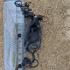 Scyliorhinus stellaris