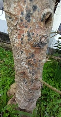 Opegrapha