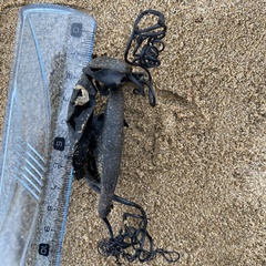 Scyliorhinus stellaris