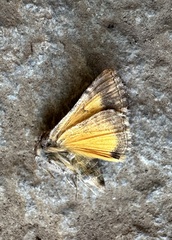 Rachiplusia virgula