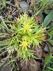 Sanicula arctopoides