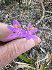 Calopogon barbatus