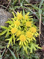 Sanicula arctopoides