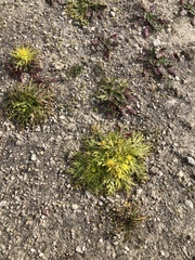 Sanicula arctopoides