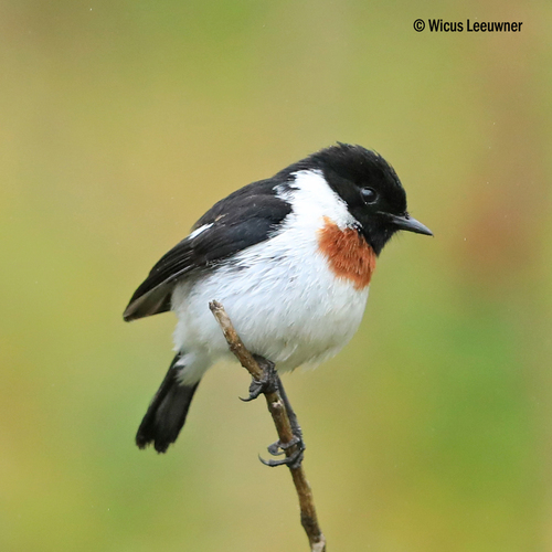 African Stonechat