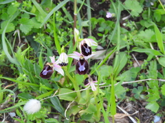 Ophrys × lyrata