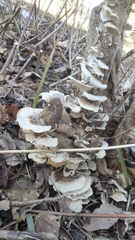 Trametes pubescens
