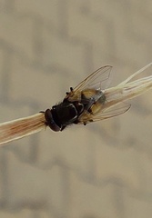 Musca osiris