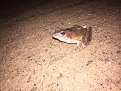 Rana