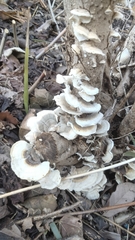 Trametes pubescens