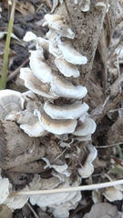 Trametes pubescens