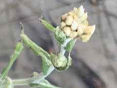 Pseudognaphalium biolettii