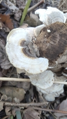 Trametes pubescens