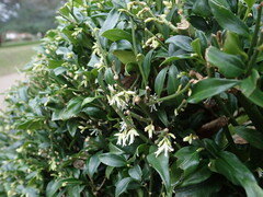 Sarcococca confusa