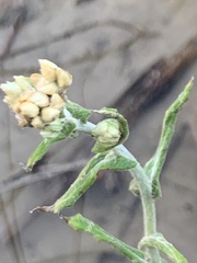 Pseudognaphalium biolettii