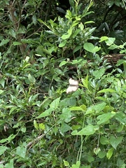 Cymothoe coranus coranus