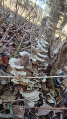 Trametes pubescens
