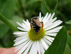 Taeniandrena