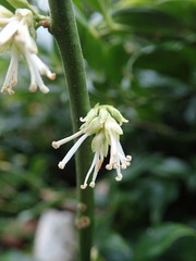 Sarcococca confusa