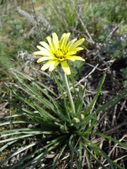 Pseudopodospermum molle