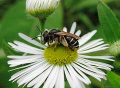 Taeniandrena