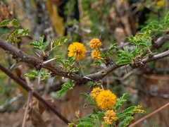 Vachellia caven