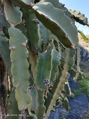 Selenicereus undatus
