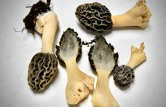 Morchella sceptriformis