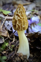 Morchella diminutiva