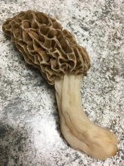 Morchella americana