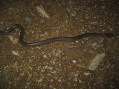 Macroprotodon brevis