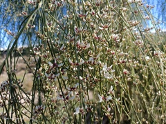 Retama monosperma