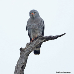 Kaupifalco monogrammicus