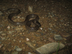 Macroprotodon brevis